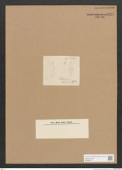 Diatomeae indet. Zeichnungen Sammlung Grunow Nr. 1825 (NHMW-BOT-W0368747)